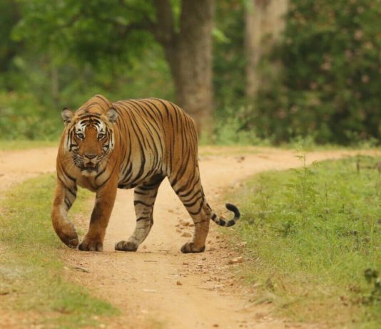 കടുവയെ തേടി കബനിയിലേക്ക് . ..