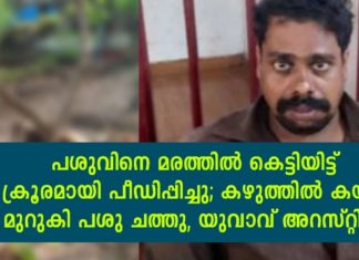 പശുവിനെ കെട്ടിയിട്ട് പീഡിപ്പിച്ചു കൊന്നു; കണ്ണൂർ സ്വദേശി പിടിയിൽ..!!