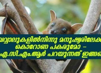വവ്വാലുകളിൽനിന്നു മനുഷ്യരിലേക്ക് കൊറോണ പകരുമോ; ഐ.സി.എം.ആർ പറയുന്നത് ഇങ്ങനെ..!!