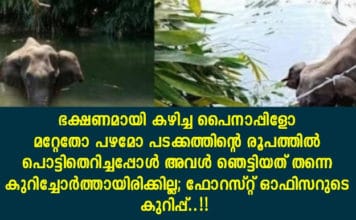 ഭക്ഷണമായി കഴിച്ച പൈനാപ്പിളോ മറ്റേതോ പഴമോ പടക്കത്തിന്റെ രൂപത്തിൽ പൊട്ടിതെറിച്ചപ്പോൾ അവൾ ഞെട്ടിയത് തന്നെ കുറിച്ചോർത്തായിരിക്കില്ല; ഫോറസ്റ്റ് ഓഫിസറുടെ കുറിപ്പ്..!!